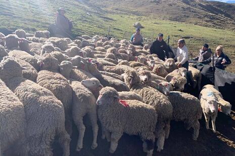 Frío extremo de 12 grados bajo cero mata 80 cabezas de ganado ovino en dos provincias de Junín