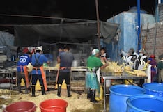 Ica: clausuran peladero clandestino y decomisan 250 kilos de pollo en La Tinguiña
