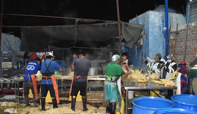 Ica: clausuran peladero clandestino y decomisan 250 kilos de pollo en La Tinguiña