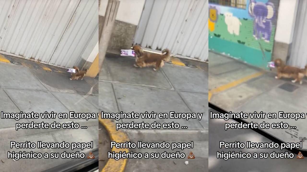 Perrito le llevó papel higiénico a su dueño. (Foto: composición EC)
