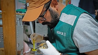 Rescatan 44 aves silvestres que eran transportadas ilegalmente en bus en Huancayo