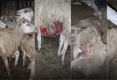 Extraña criatura mata hasta 12 carneros en el distrito de Santiago, en Ica