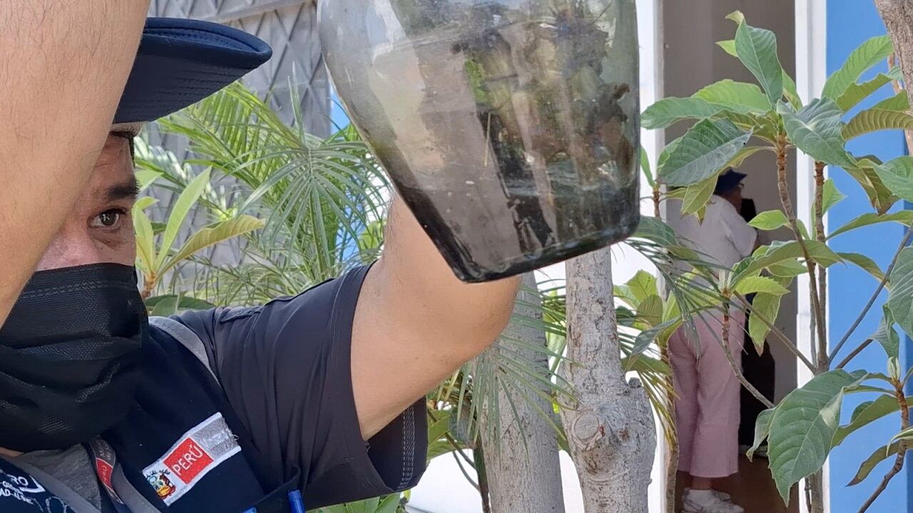 Digesa recomienda adoptar medidas preventivas para evitar la proliferación del zancudo Aedes aegypti.