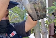 Dengue: ¿Cuáles son los potenciales criaderos del zancudo transmisor en casa?