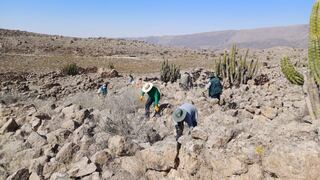 Arequipa: Limpian el sitio arqueológico de Itac que conserva construcciones funerarias
