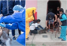 Ica busca superar los 127 mil perros vacunados contra la rabia durante campaña VAN CAN 2026
