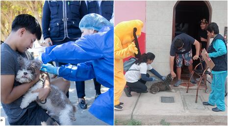 Ica busca superar los 127 mil perros vacunados contra la rabia durante campaña VAN CAN 2026