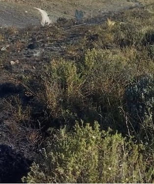 Incendio forestal en Chiguata destruyó 3 hectáreas
