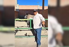 Arequipa: Preparador de toros lucha por su vida tras ser corneado en festival