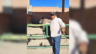 Arequipa: Preparador de toros lucha por su vida tras ser corneado en festival
