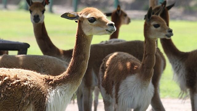 Celebran Día Nacional de la Vicuña en el Parque de las Leyendas (FOTOS)