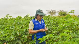 Piura: Más de 100 hectáreas de la variedad Pima crecen saludables en Sechura