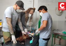 Zoológico de Huancayo: Felino margay, monos y tortugas van de regreso a la selva