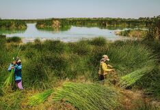 Serfor autoriza primer aprovechamiento sostenible de junco y totora en humedal de Piura