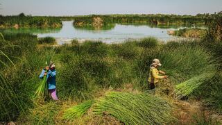 Serfor autoriza primer aprovechamiento sostenible de junco y totora en humedal de Piura