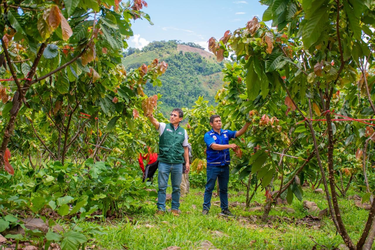 Producción de cacao en el VRAEM tiene tendencia a crecer por la gran aceptación que tiene en el mercado internacional.