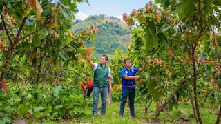 Vraem: Organizaciones de productores de cacao participan desde mañana en I Feria Internacional