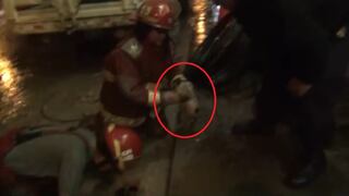 ​YouTube: Mira el conmovedor rescate de tres cachorritos 