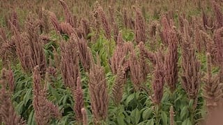 Agrobanco aumentará financiamiento del cultivo de quinua en 90%