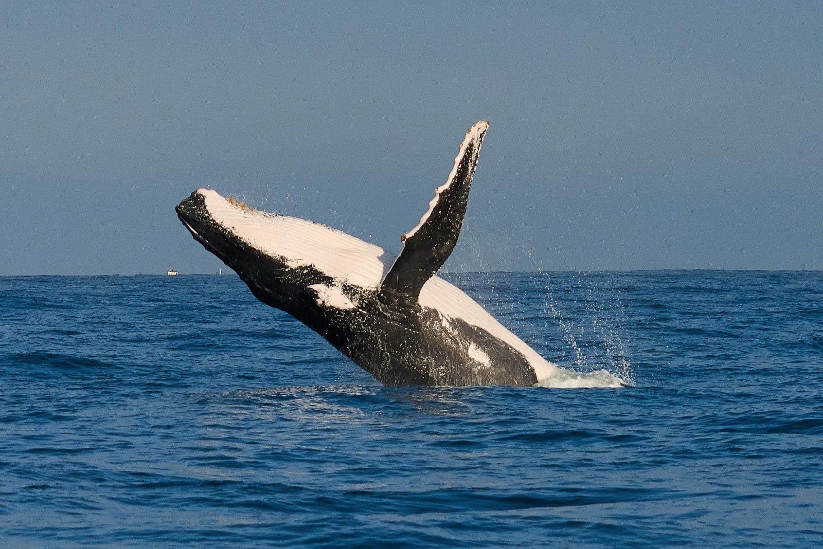 Avistamiento de ballenas en Piura