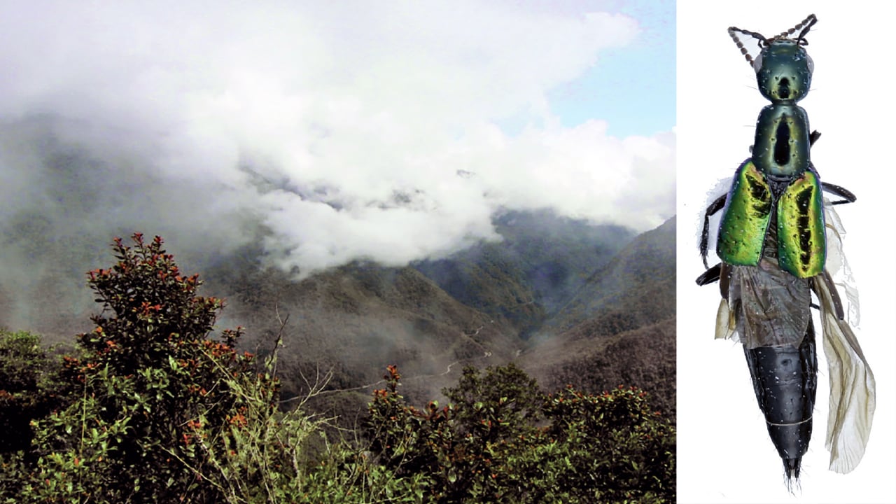 La Konradus trescrucensis fue hallada en Tres Cruces, Cusco. Forma parte de cinco nuevas especies identificadas en los Andes tropicales, cuatro de ellas asociadas al Manu.