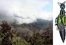 Descubren nueva especie de escarabajo en el Parque Nacional del Manu