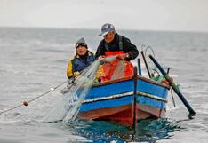 La ausencia de pota afecta a 22 100 pescadores artesanales de Piura
