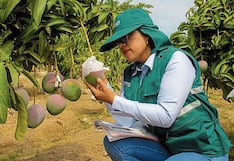 Más de 50 000 hectáreas de cultivos corren riesgo de perderse en Piura