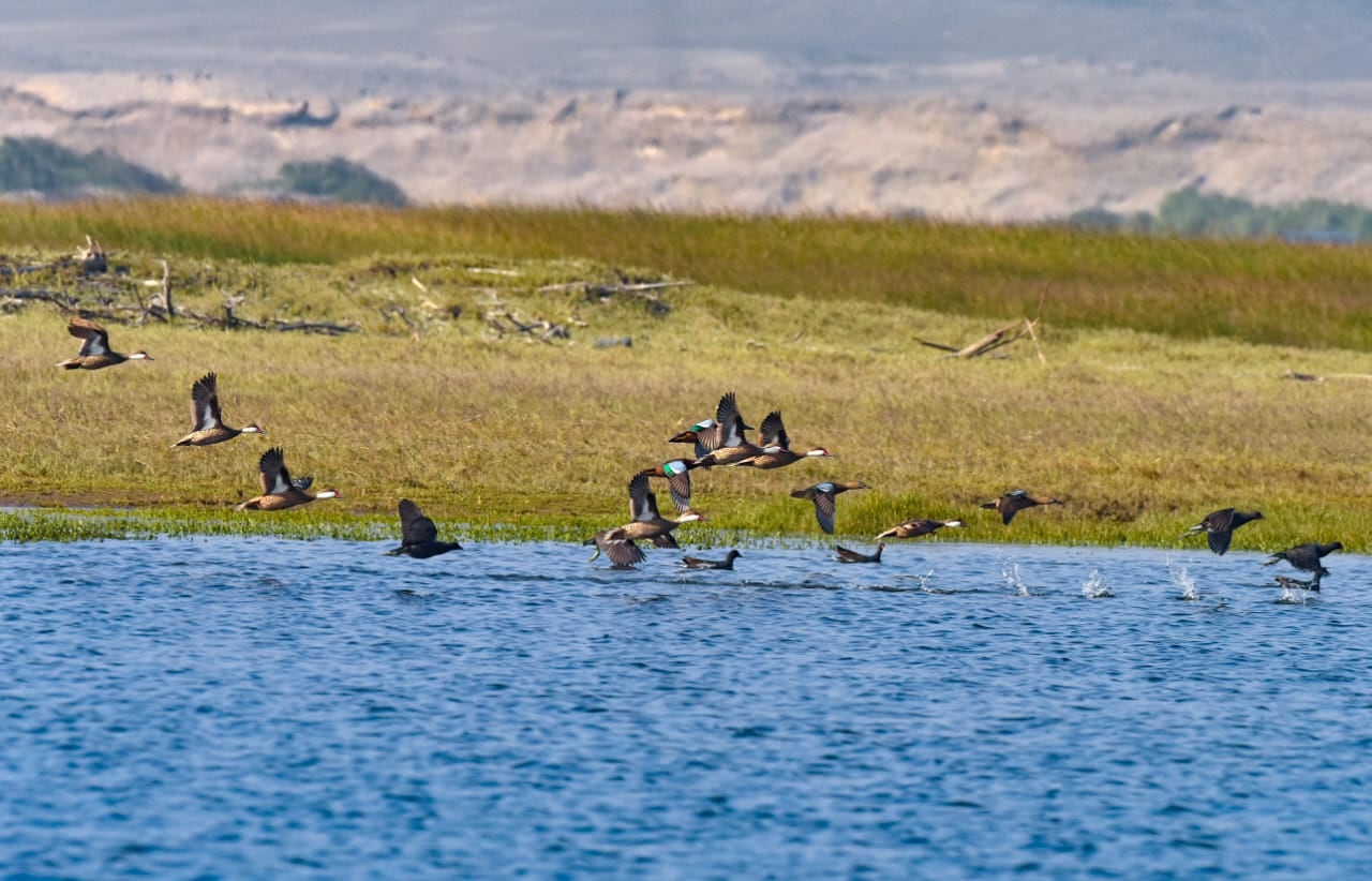 Buscan la conservación de los Humedales de Chaviña, en Caravelí. Foto: Cortesía de James Posso.