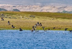 Declaran de interés nacional la conservación de los Humedales de Chaviña en Caravelí, en Arequipa