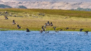 Declaran de interés nacional la conservación de los Humedales de Chaviña en Caravelí, en Arequipa