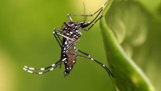 Virus Chikunguya: estos son los síntomas a considerar