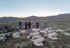 Arequipa: Rayo mata al menos 20 alpacas en Caylloma