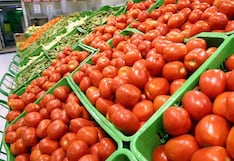 Ica domina la producción de tomate en Perú: aporta el 54% del total nacional