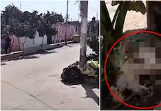 Ica: conductor que atropelló a can en Subtanjalla y fugó, dijo que “solo era un perro”