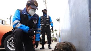 Perritos callejeros de Magdalena recibieron comida y agua en día de inmovilización social (FOTOS)