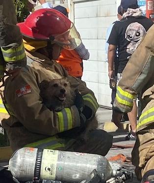 Bomberos asistieron a mascota atrapada en incendio. Foto: GEC.