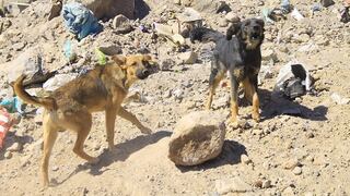 Chosica: Perros de rescate de la PNP ayudan en búsqueda de personas desaparecidas