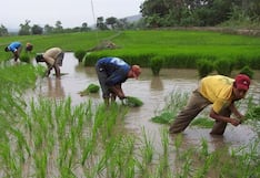 Comisiones del Medio y Bajo Piura sembrarán más de 11 000 hectáreas de arroz