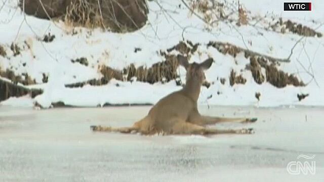 ​EE.UU: Mira el accidentado rescate de un ciervo atrapado en el hielo
