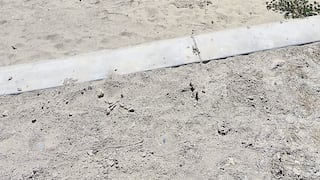 Piura: Director de colegio exige desinfección y fumigación tras colapso de red de desagües