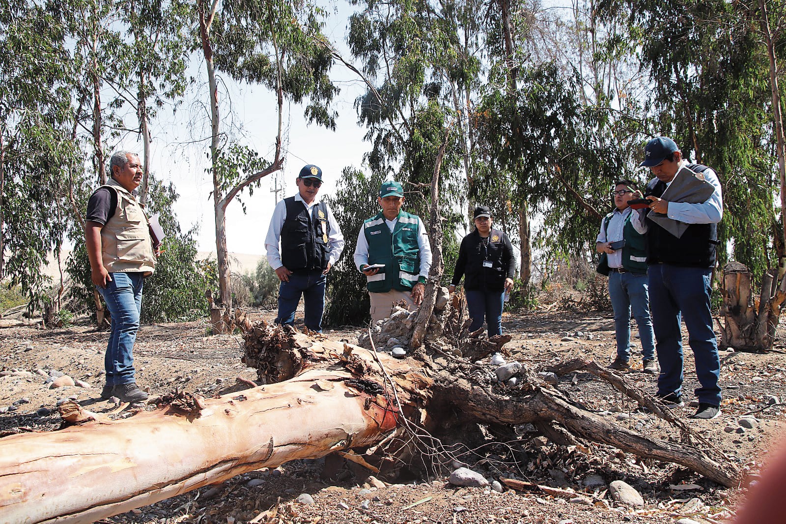 El fiscal encontró árboles secos, algunos caídos desde la raíz y varios eucaliptos cortados con anterioridad. (Foto: Difusión)