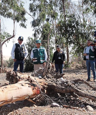 El fiscal encontró árboles secos, algunos caídos desde la raíz y varios eucaliptos cortados con anterioridad. (Foto: Difusión)