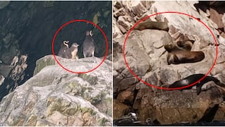Pisco: Isla Blanca conserva su biodiversidad en la Reserva Nacional de Paracas
