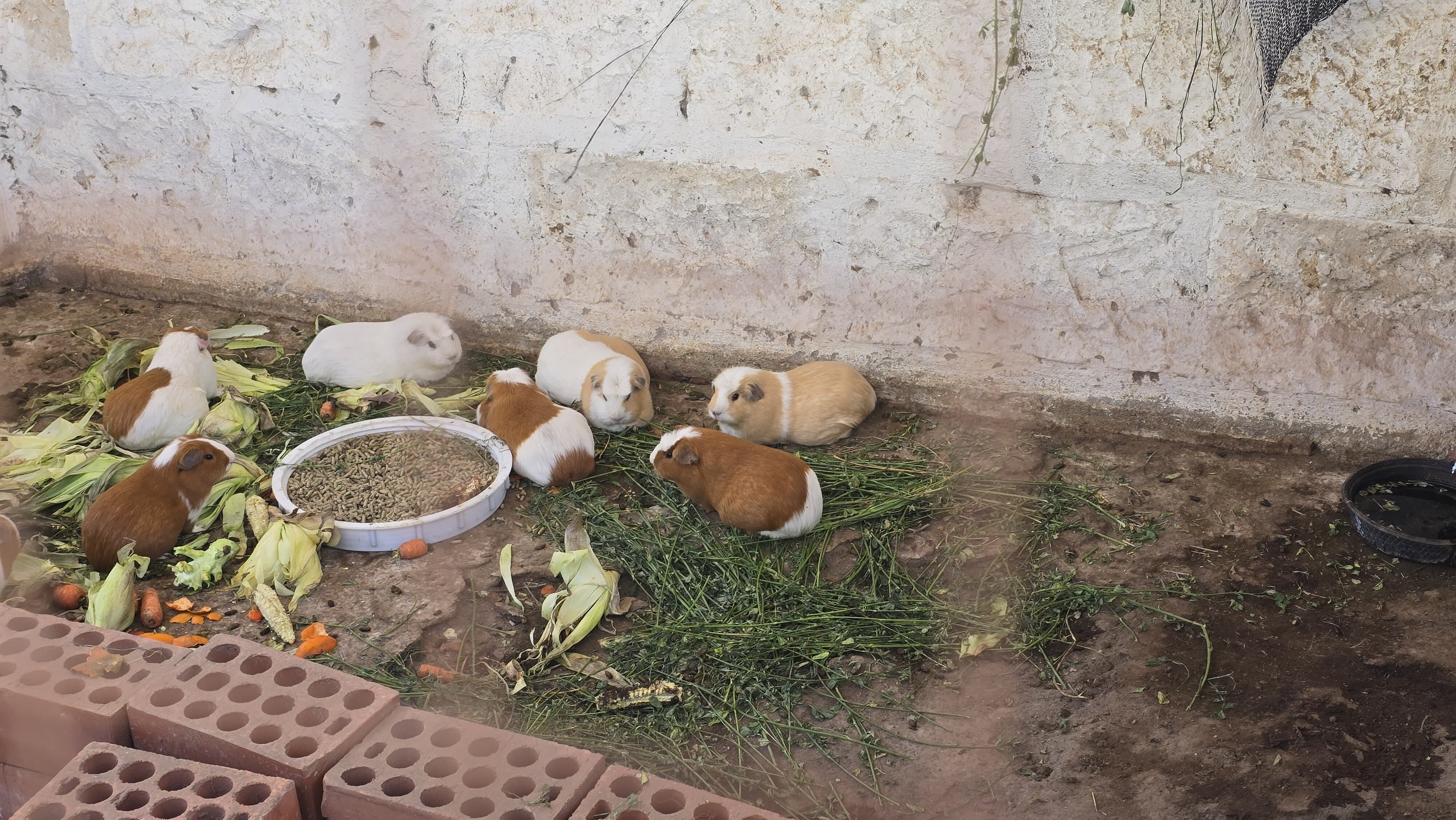 Parque ecológico El Bosque, en Socabaya. Foto: GEC.
