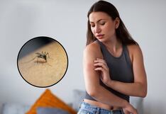 Verano seguro: ¿Cuándo una picadura de zancudo requiere atención médica?