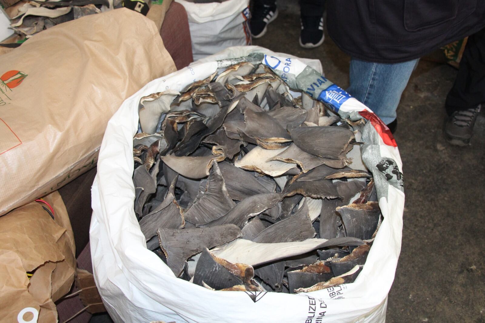 Dueño de la casa indicó a las autoridades que realizaba esta actividad para una empresa.