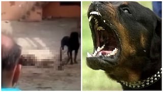 ​¡Salvaje ataque! Rottweiler mata a cuidador y se come parte del cadáver