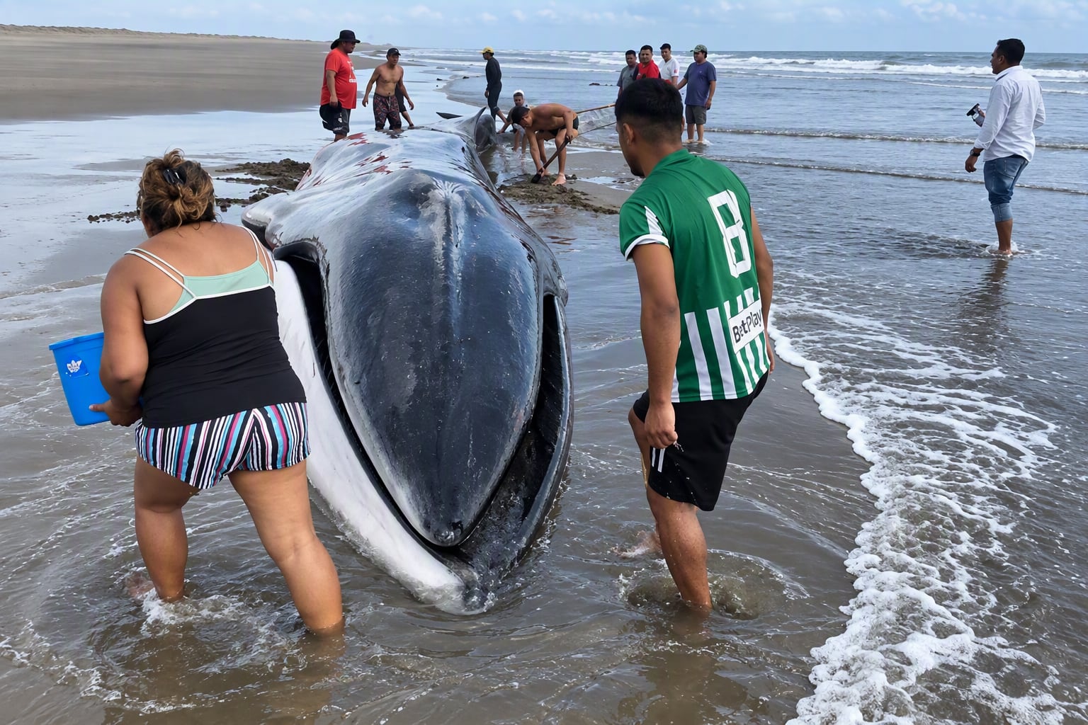 Ballena varada en Arequipa: pobladores de Islay se esfuerzan por salvarla