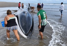 Ballena varada en Arequipa: pobladores de Islay se esfuerzan por salvarla (VIDEO)